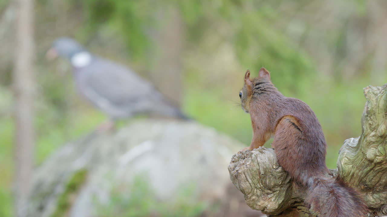 la ardilla roja en la percha en el bosque mira fijamente a la paloma en la roca