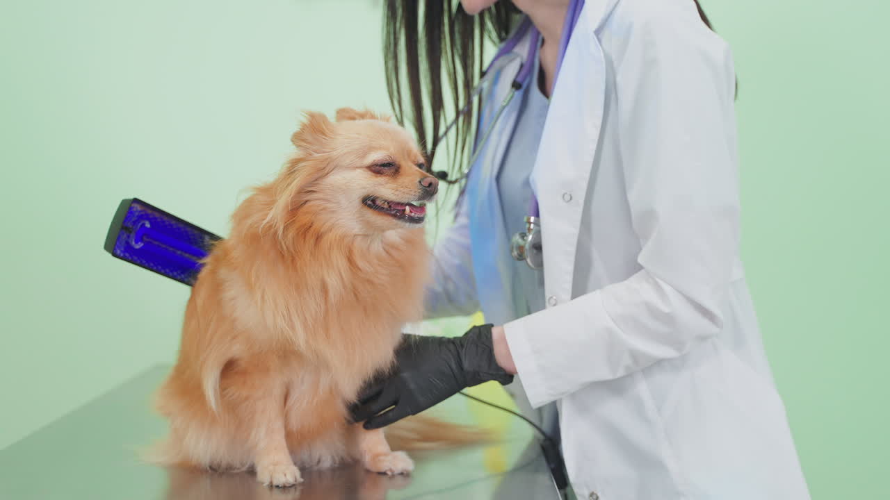 Veterinarian examining a dog