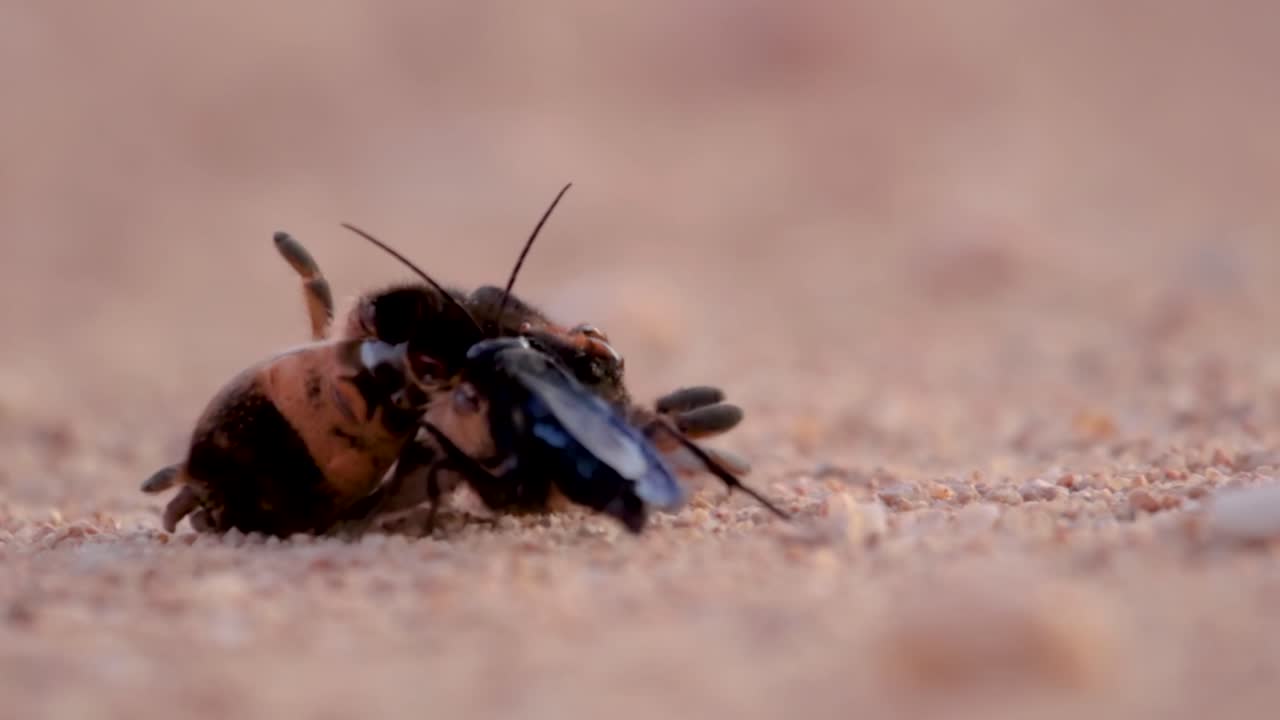 un primer plano de una avispa araña arrastrando a su araña huésped capturada para poner sus huevos