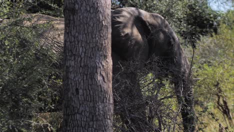 le grand éléphant africain marche par un buisson dense dans la savane-2