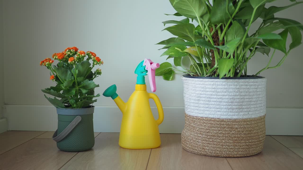 Houseplants and Watering Can