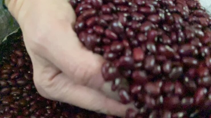 Raw dry seeds, bean harvesting, traditional Brazilian food, slow motion