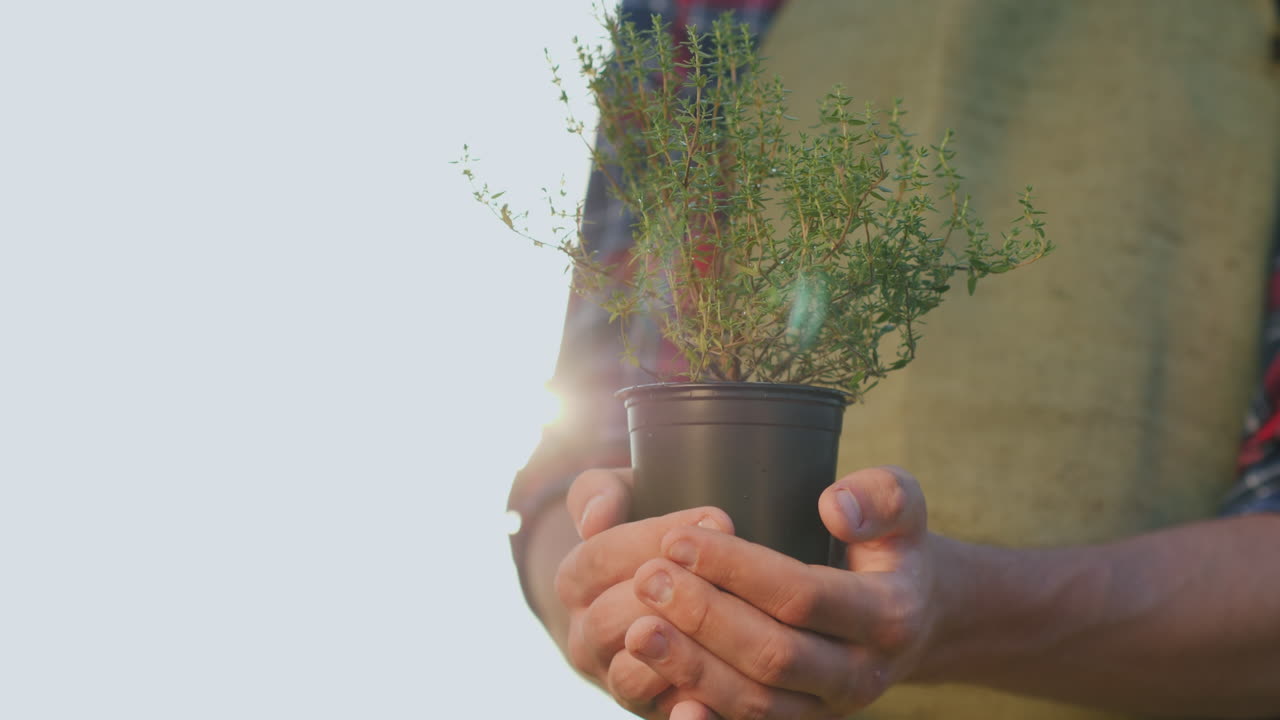 las manos del agricultor sostienen una olla de plantas de tomillo especias frescas de la bio-granja