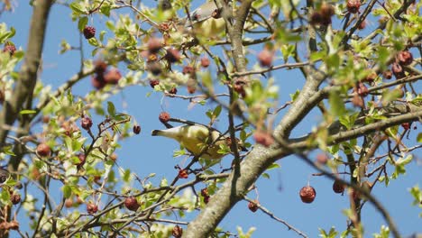 A-pair-of-pretty-Cedar-Waxwings-enjoying-eating-berries-from-a-tree