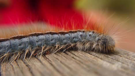 primer plano macro extremo y cámara lenta extrema de una polilla de oruga de carpa occidental sentada en un poco de madera