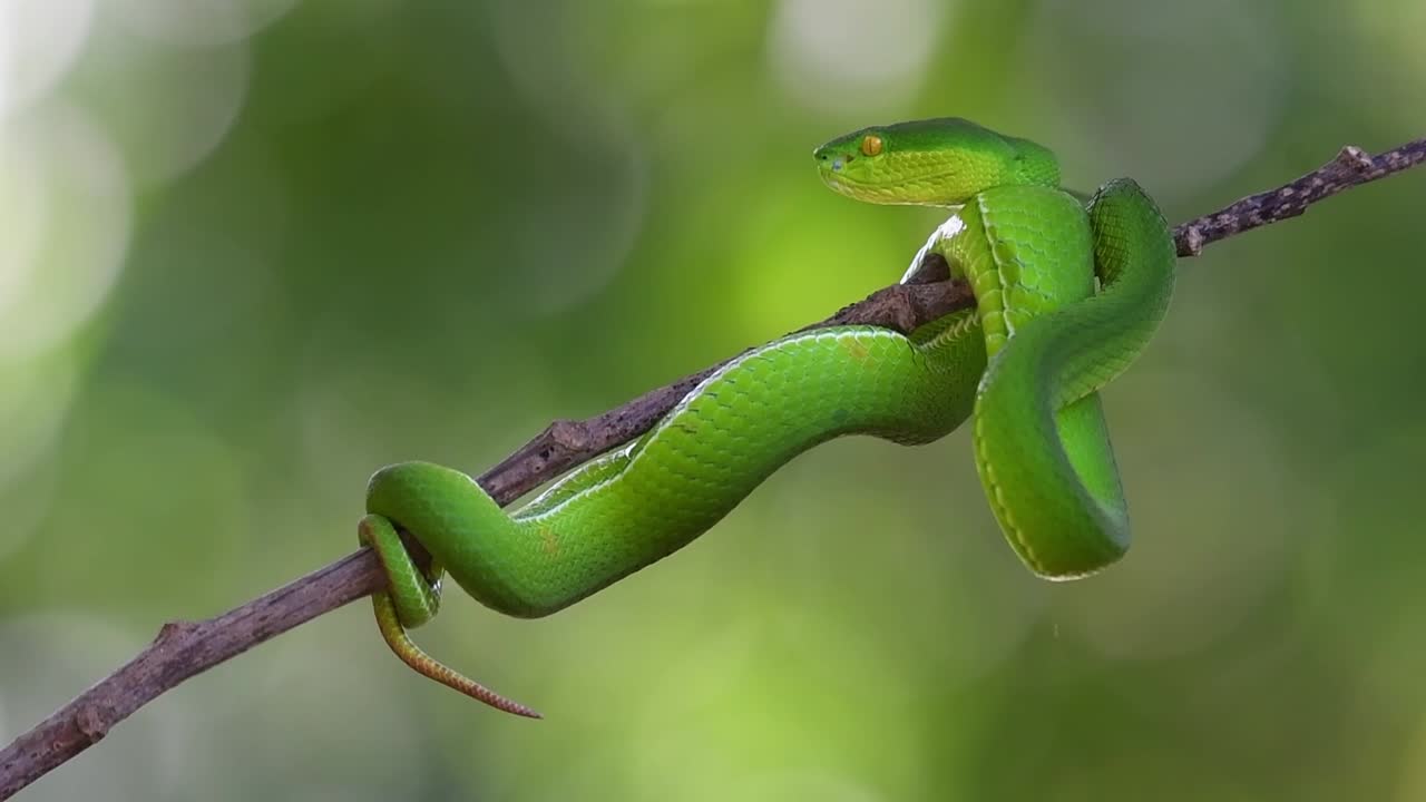 descansando y respirando pero muy vigilante mientras mira directamente a la izquierda, la víbora de labios blancos trimeresurus albolabris, tailandia