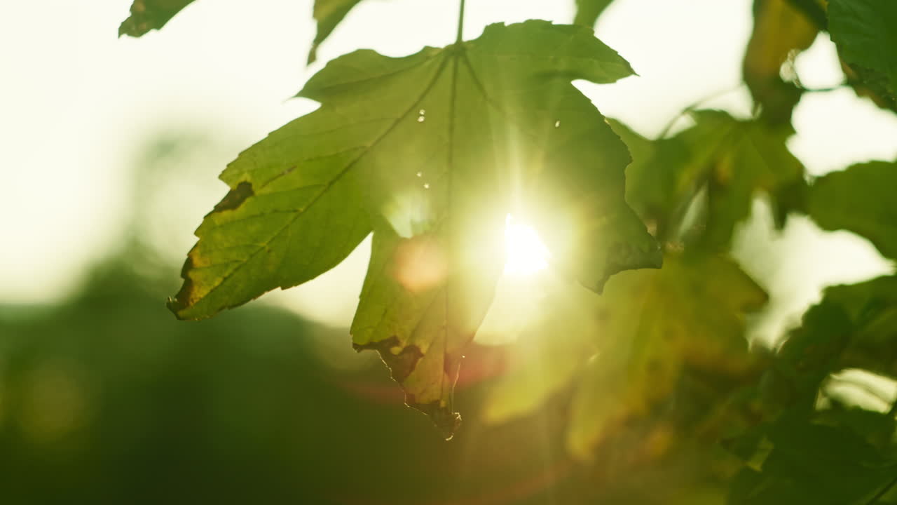 fondo de otoño de la puesta de sol vista a través de las hojas del árbol de arce, el sol iluminando la lente