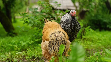 mixed feather brahma chicken stands on fresh green grass in farm or backyard setting