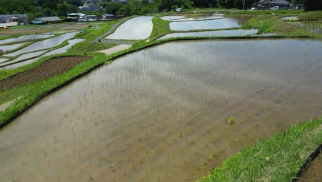 young rice planted in water filled paddies - drone flight
