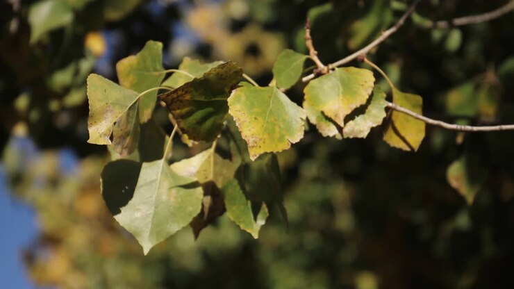 Foglie mosse dal vento in una fattoria in autunno