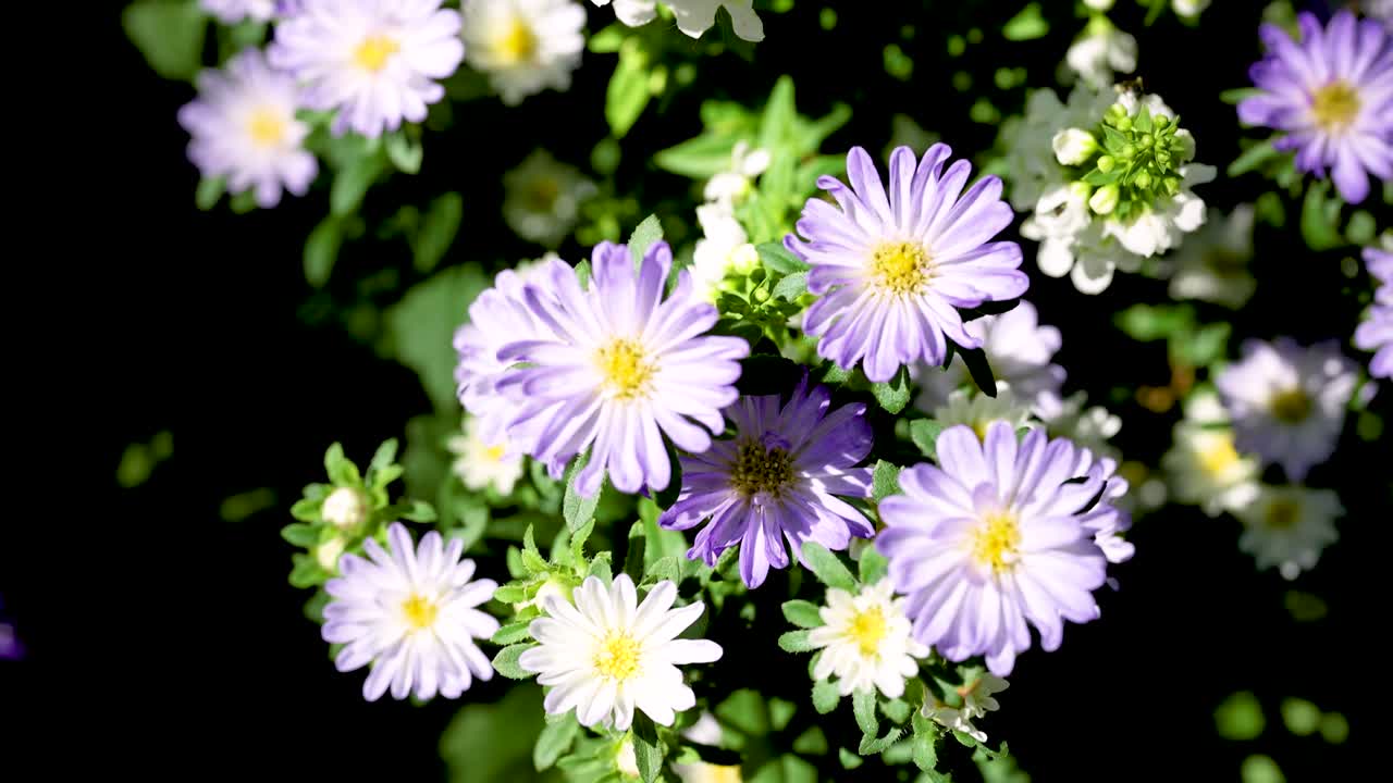 자연 환경 에서 꽃 을 피우는 활기찬 보라색 아스터