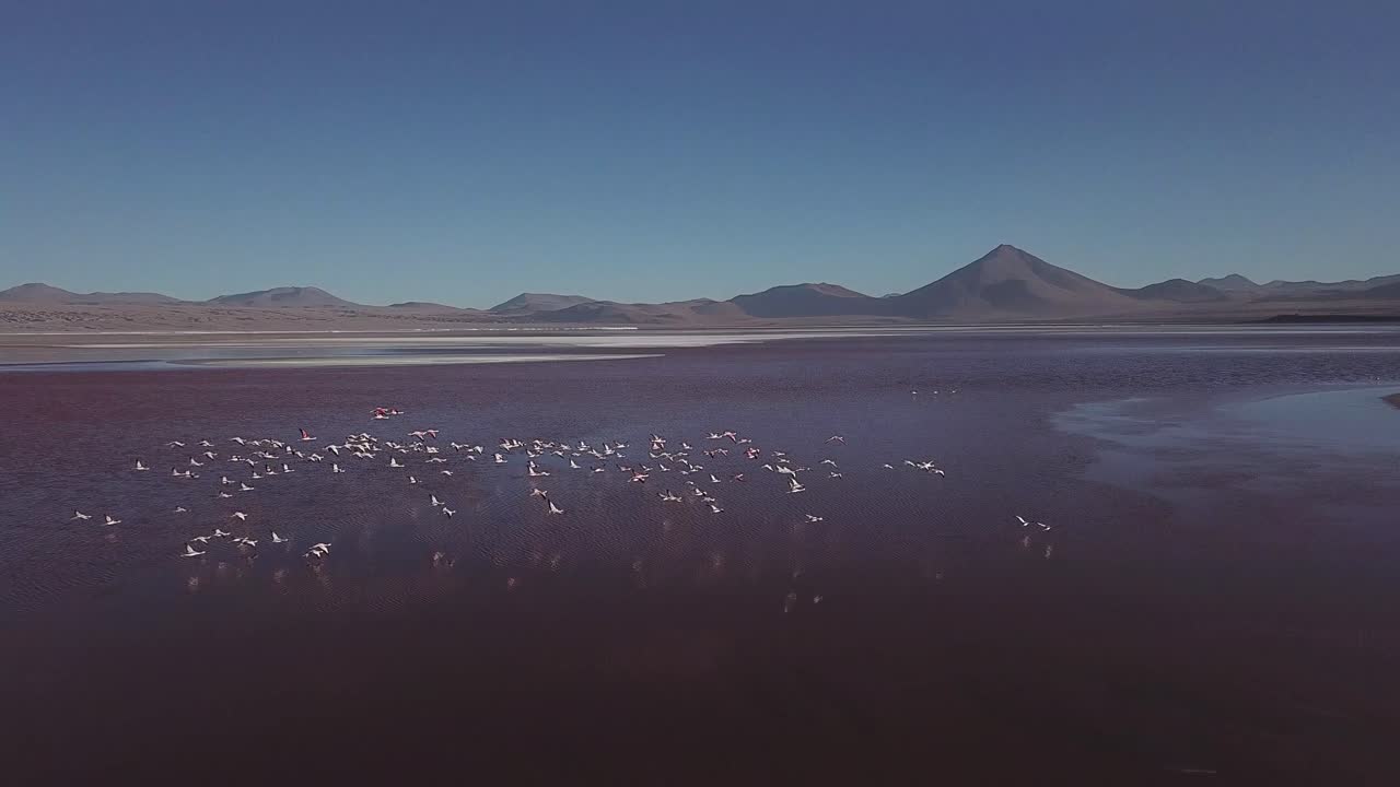 자연과의 공중 만남은 야생동물과 원시 풍경 사이의 섬세한 균형을 포합니다. - 라구나 데 카나파, 볼리비아, 남아메리카