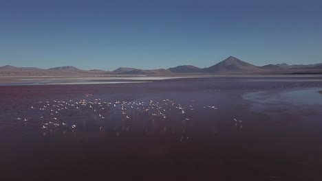 Aerial-encounter-with-nature-encapsulates-the-delicate-balance-between-wildlife-and-untouched-landscapes,-raw-beauty-of-Laguna-De-Canapa,-Bolivia,-South-America