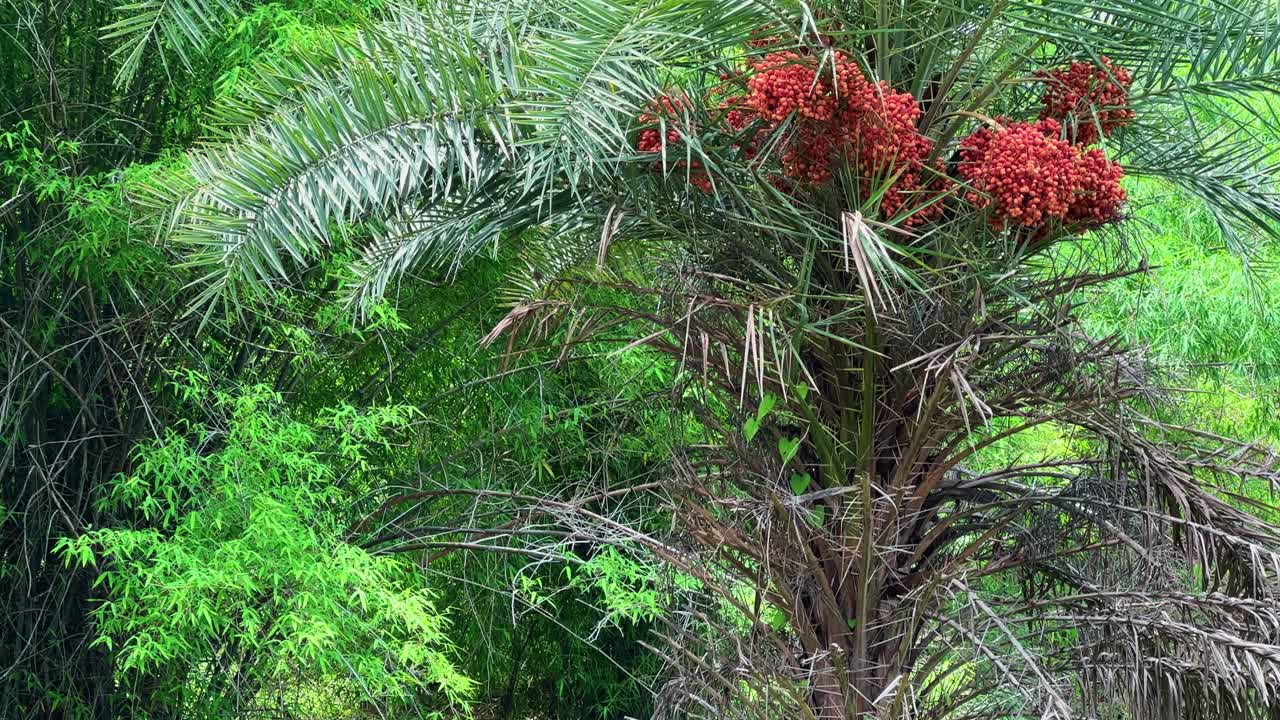 Tilt up shot of an Indian Date Palm tree (Phoenix dactylifera), has a distinctive long, pinnate leaves and clusters of ripening fruits