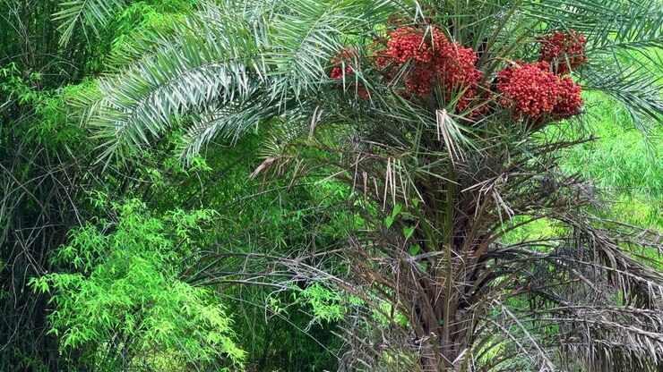 Ripresa in tilt-up di una palma da dattero indiana (Phoenix dactylifera), con foglie lunghe e pennate distintive e grappoli di frutti in maturazione