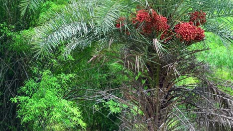 tilt up shot of an indian date palm tree (phoenix dactylifera), has a distinctive long, pinnate leaves and clusters of ripening fruits