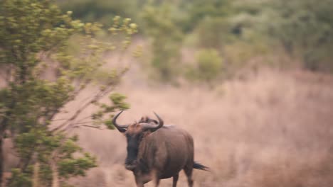 ñu común cargando contra el resto de la manada en la sabana africana