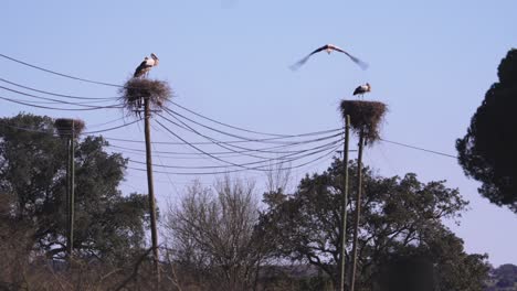 cigüeñas en nidos en postes, cigüeña voladora contra el cielo azul y las líneas eléctricas