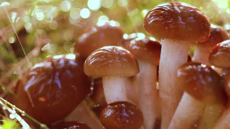 armillaria mushrooms of honey agaric in a sunny forest in the rain.