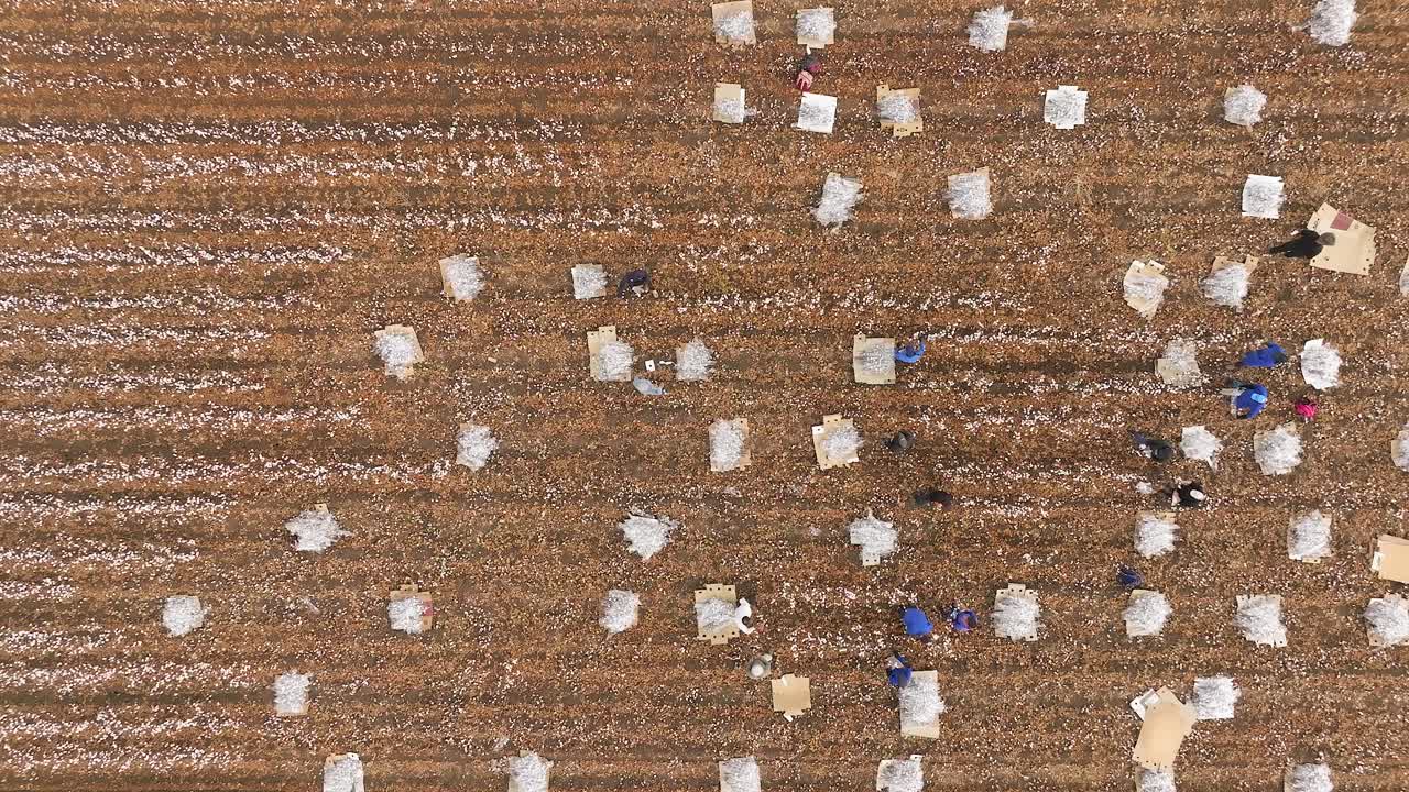 현장 노동자 들 이 장식적 인 면 줄기 를 채집 하고 보호적 인 나일론 시트 에 포장 하고 있다
