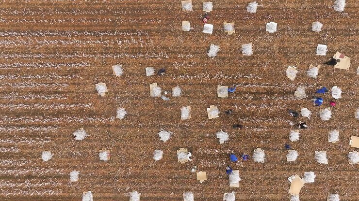 Lavoratori agricoli raccolgono steli di cotone ornamentale, imballandoli in teli protettivi di nylon