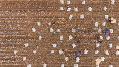 trabajadores de campo recogiendo tallos de algodón decorativos empaquetándolos en hojas de nylon protectoras