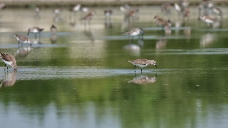 la cámara sigue como este stint de cuello rojo se mueve hacia la derecha con otras aves que se alimentan, calidris ruficollis, tailandia