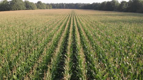 Corn-fields-recorded-with-a-drone-on-a-sunny-day