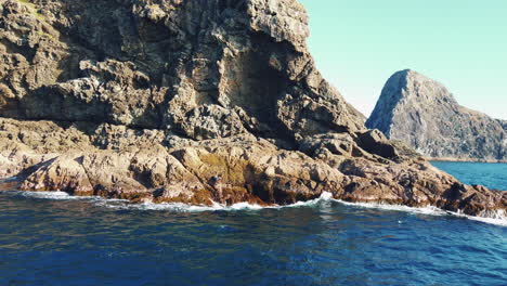 sea lion on the rock jumps into the waves - bay of islands in new zealand - wide shot, slow motion