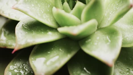 Micro-video-of-close-up-of-green-cactus-plant-with-copy-space