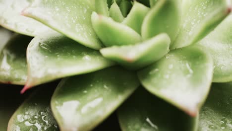 micro vídeo de un acercamiento de la planta de cactus verde con espacio de copia