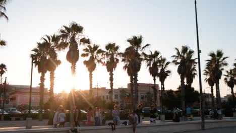 palm trees shot during sunset