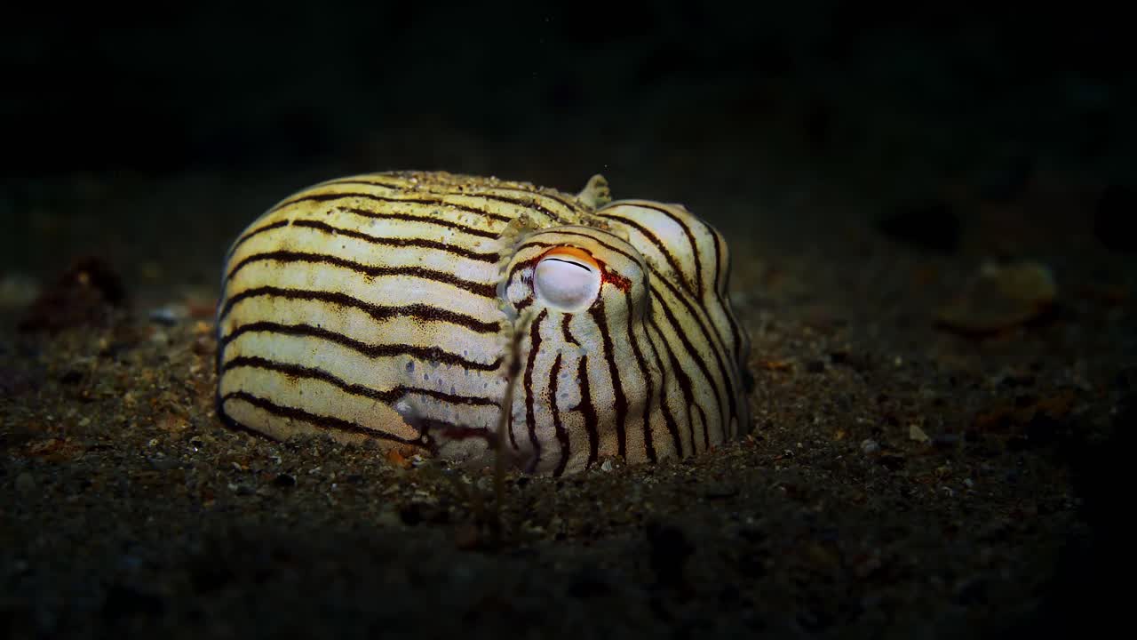 Striped Pyjama Squid Sepioloidea lineolata 4k 25fps