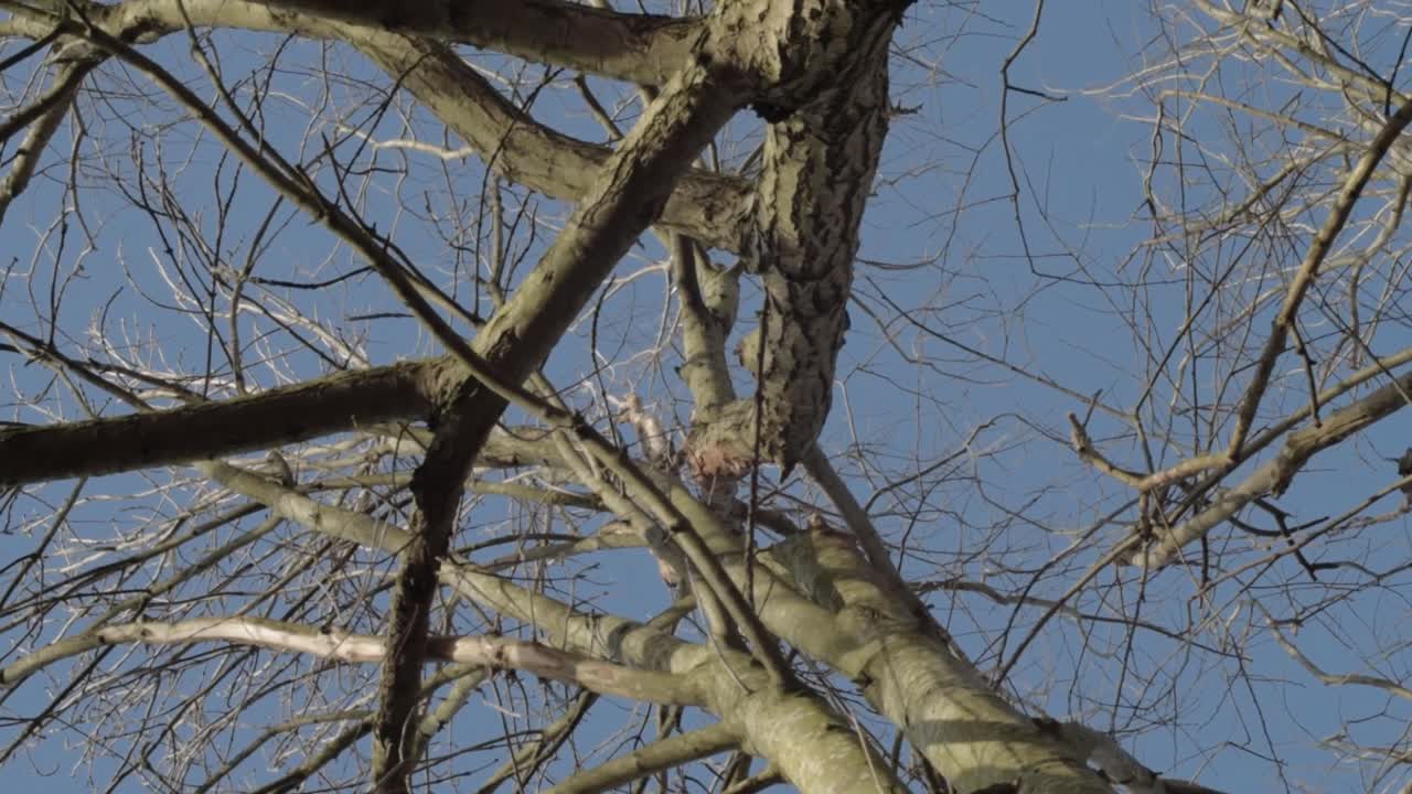 View of blue skies through bare winter tree branches