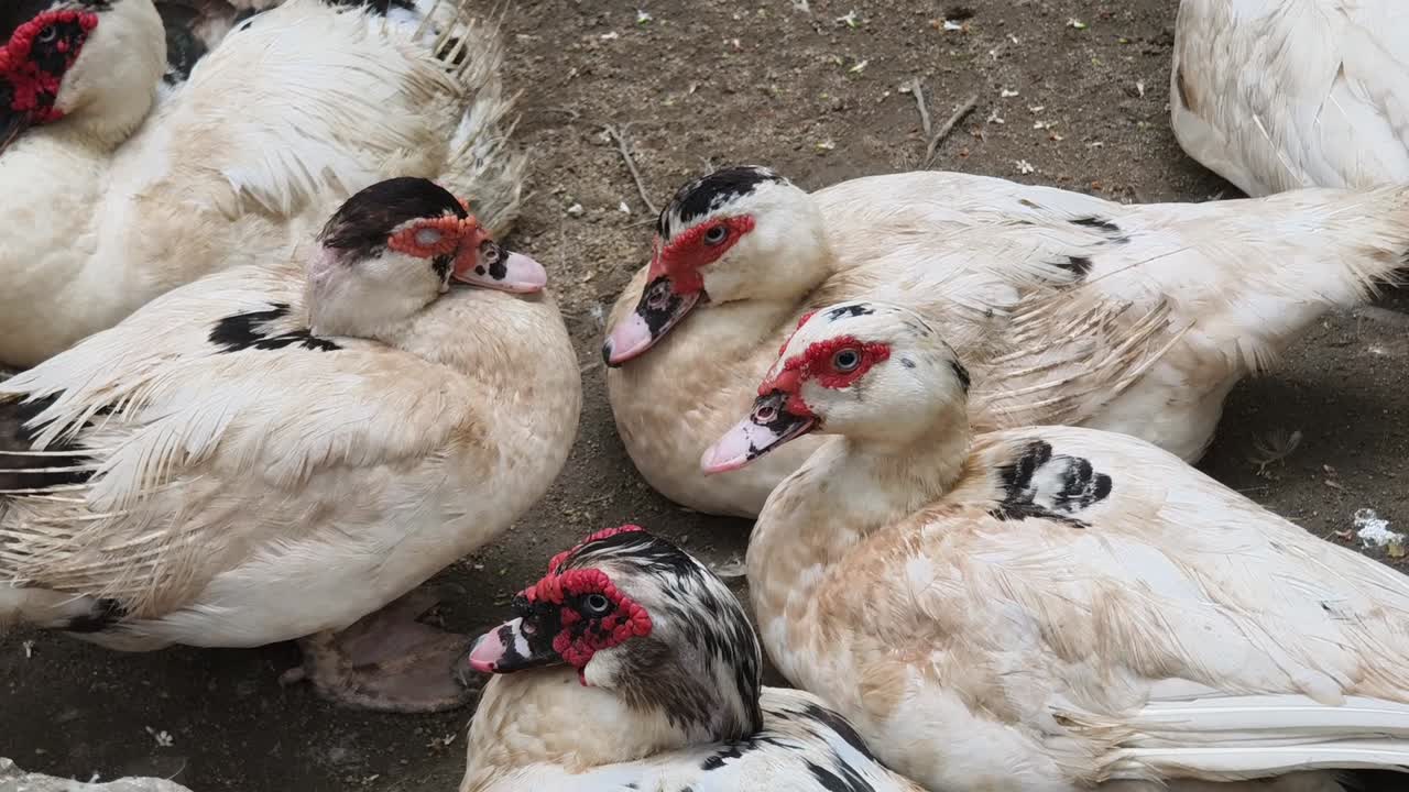 모스코비 오리 그룹