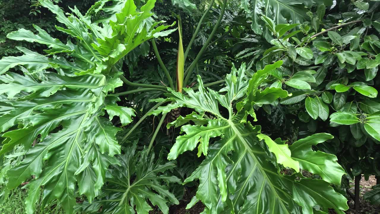 푸른 식물 들 이 바람 에 가게 흔들리고 있다