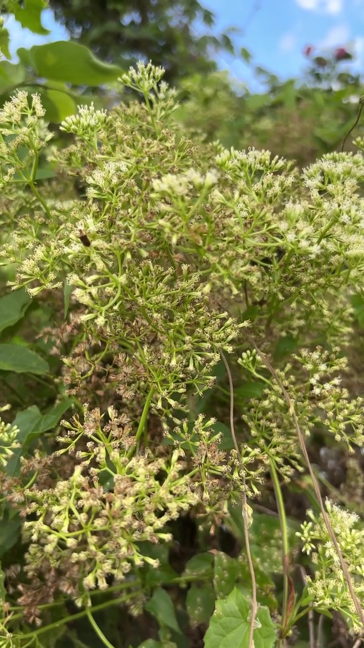 Piccolo insetto che impollina fiori bianchi in un giardino soleggiato