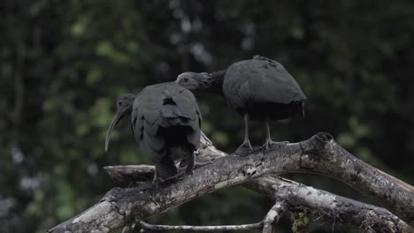 Green-Ibis-bird-couple-grooming-each-other-in-the-Costa-Rican-Jungle,-Close-up-stable-shot