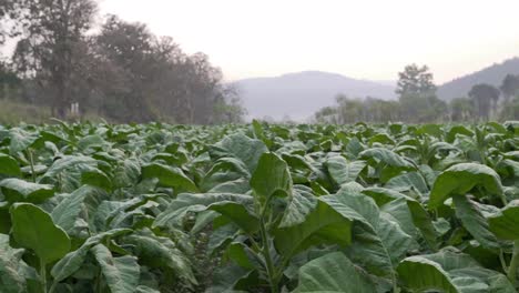 field of tobacco plantation in the morning sun