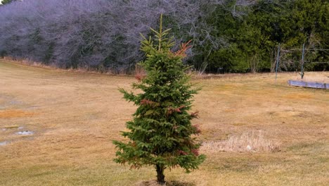 lone pine tree sitting in the middle of a field