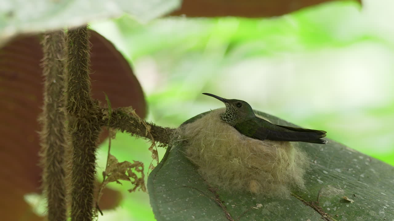 diminuta hembra de colibrí jacobino de cuello blanco incubando huevos en un delicado nido de seda tejida, amplio tiro estático
