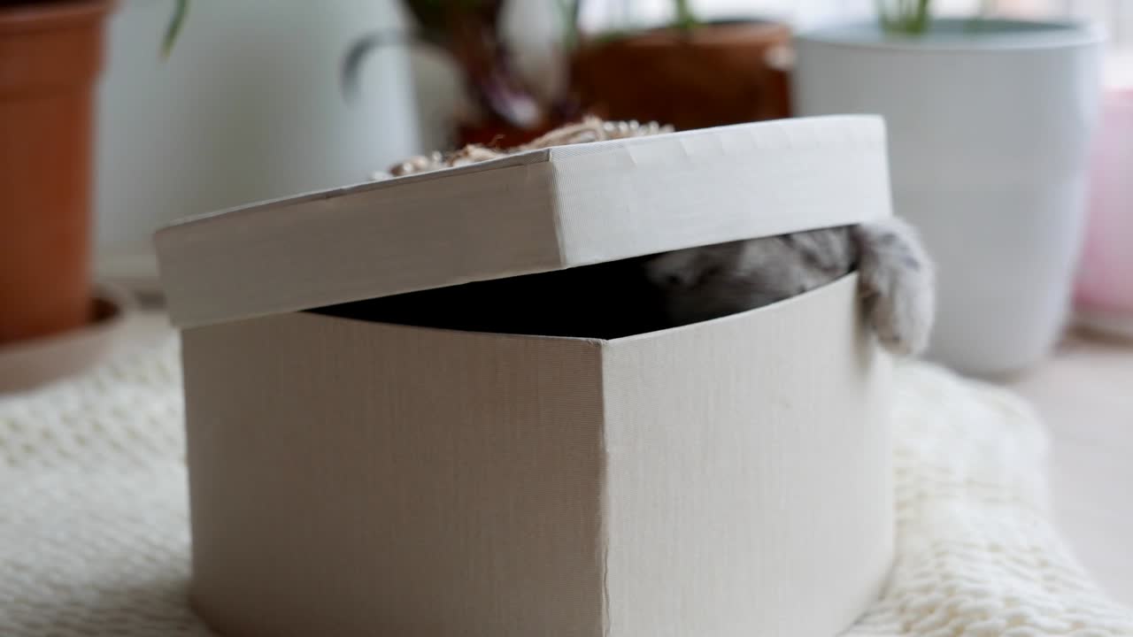 색 선물 상자에 앉아 있는 멋진 스코틀랜드 폴드 새끼 고양이