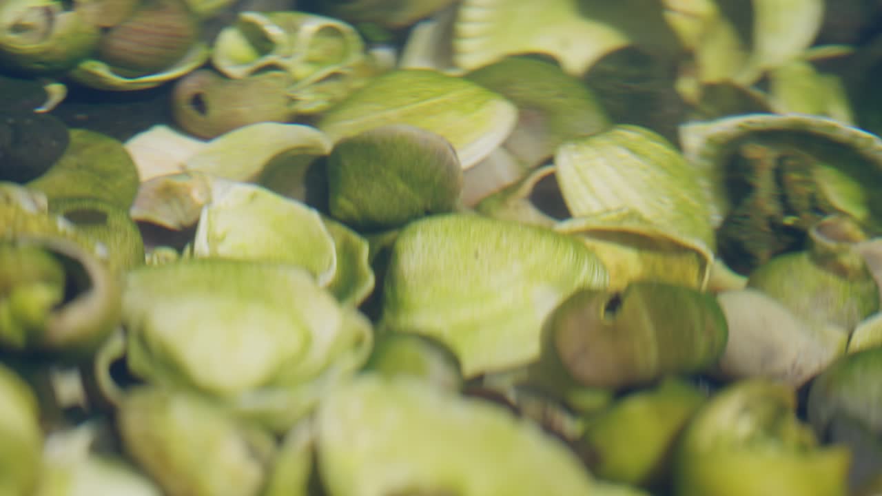 Underwater view of seashells resting in a shallow seaside rock pool. Natural marine texture perfect for backgrounds, nature themes, or coastal design projects