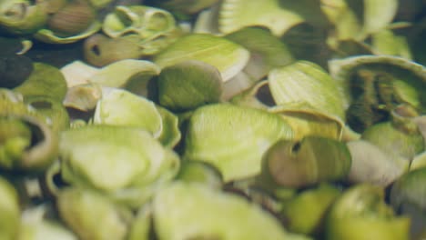 underwater view of seashells resting in a shallow seaside rock pool. natural marine texture perfect for backgrounds, nature themes, or coastal design projects