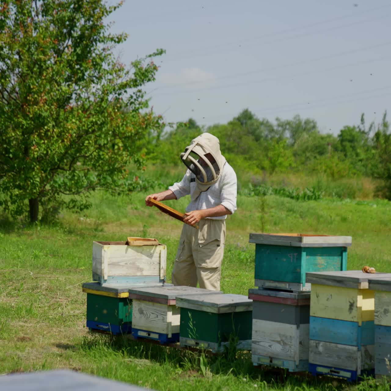 Examining the condition of frames at little bee farm. Man in protective cap takes a frame and shakes off the insects