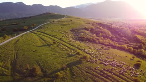 Captivating-drone-footage-of-sheep-grazing-on-a-hillside-at-sunset,-set-against-the-stunning-mountain-backdrop-of-Piatra-Craiului-near-Zărnești