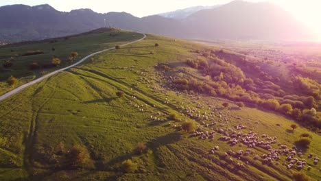 Fesselnde-Drohnenaufnahmen-Von-Schafen,-Die-Bei-Sonnenuntergang-Auf-Einem-Hügel-Grasen,-Vor-Der-Atemberaubenden-Bergkulisse-Von-Piatra-Craiului-In-Der-Nähe-Von-Zărnești