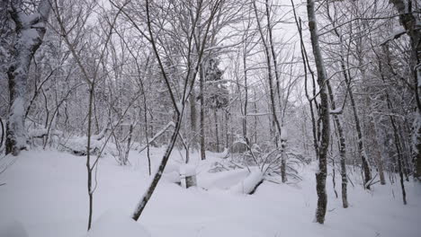 Bare-Trees-In-Snow-Covered-Forest-During-Winter---wide-shot