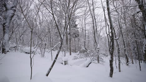 árboles-Desnudos-En-El-Bosque-Cubierto-De-Nieve-Durante-El-Invierno---Plano-General