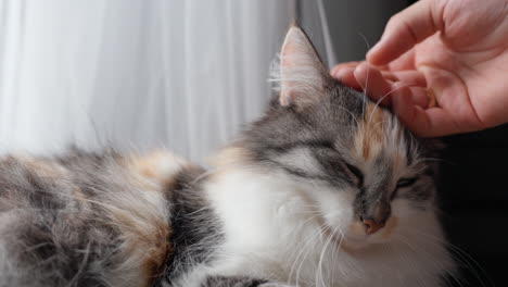 man's hand pats a cat relaxing by the window, long-haired calico cat's head is stroked by owner at home